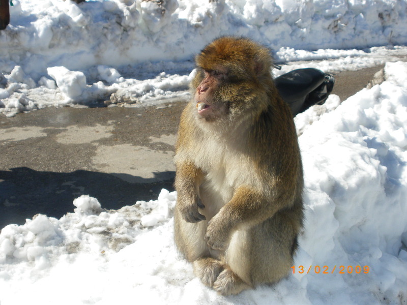 Un singe en hiver